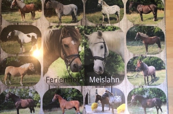 Collage mit allen Pferden